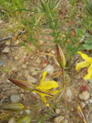 Cyanella lutea