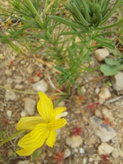 Cyanella lutea