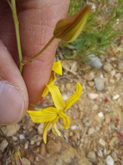 Cyanella lutea