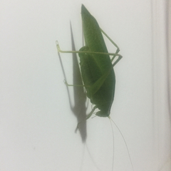 Tettigonioidea
