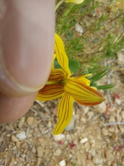 Cyanella lutea