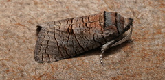 Culama suffusca