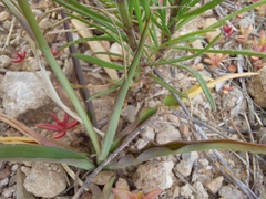 Cyanella lutea