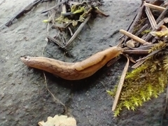 Prophysaon andersonii
