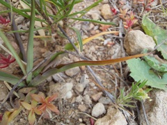 Cyanella lutea