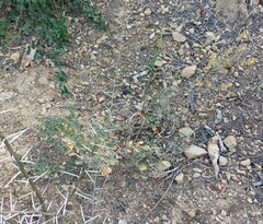 Hermannia diversistipula