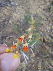 Hermannia diversistipula