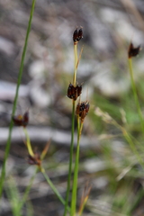 Juncus castaneus
