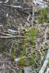 Juncus castaneus