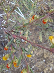Hermannia diversistipula