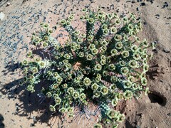 Euphorbia caput-medusae