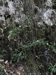 Symphyotrichum greatae