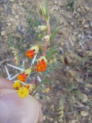 Hermannia diversistipula
