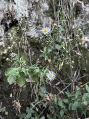 Symphyotrichum greatae