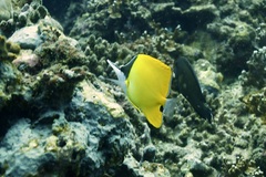 Forcipiger flavissimus