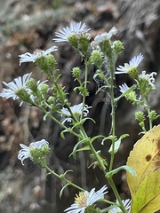 Symphyotrichum greatae