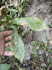 Symphyotrichum greatae