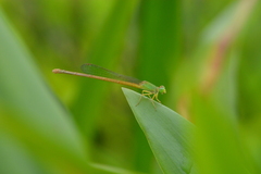 Ceriagrion coromandelianum