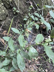 Symphyotrichum greatae