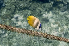 Chaetodon kleinii