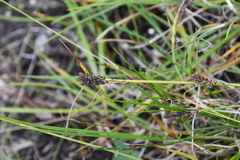 Carex eleusinoides