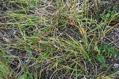 Carex eleusinoides