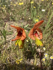 Gladiolus alatus