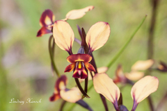 Diuris cruenta