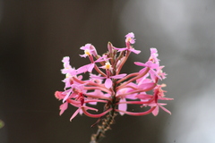 Epidendrum secundum