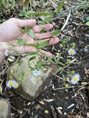 Symphyotrichum greatae