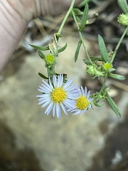 Symphyotrichum greatae