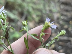 Symphyotrichum greatae