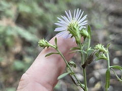 Symphyotrichum greatae