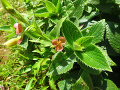 Murdannia lanuginosa
