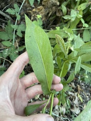 Symphyotrichum greatae