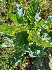 Brassica oleracea