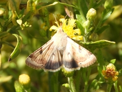 Heliothis peltigera