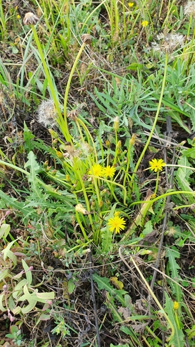 Image of Taraxacum besarabicum by (c) Анна Митрошенкова, some rights reserved (CC BY)