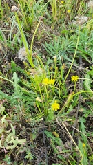 Taraxacum bessarabicum