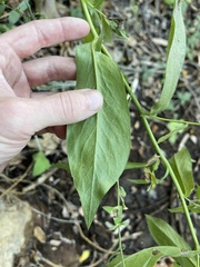 Symphyotrichum greatae