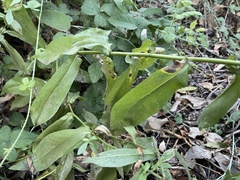 Symphyotrichum greatae