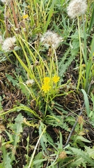 Taraxacum bessarabicum