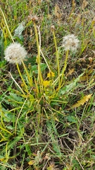 Taraxacum bessarabicum