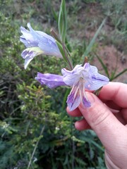 Gladiolus carinatus