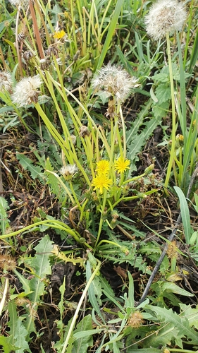 Image of Taraxacum besarabicum by (c) Анна Митрошенкова, some rights reserved (CC BY)