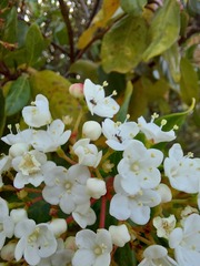 Viburnum