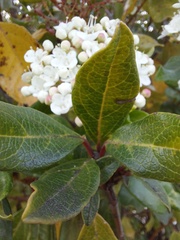 Viburnum