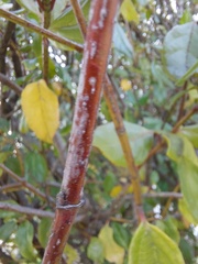 Viburnum
