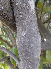 Viburnum