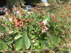 Abelia